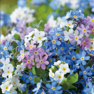 Forget-Me-Not Seeds, Flower Seeds, Easy-To-Live Flower Seeds for All Seasons, Cold-Resistant Forget-Me-Not Seeds, Courtyard Outdoor Flower Seeds