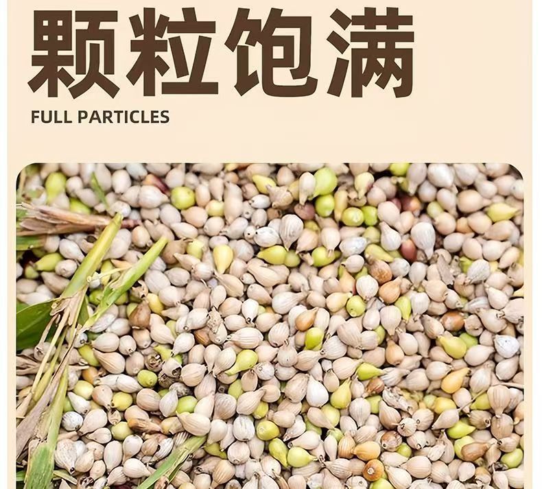 Roasted Coix Seed Yi Yi Ren Snack Crispy Ready to Eat No Additives 100g quality and texture