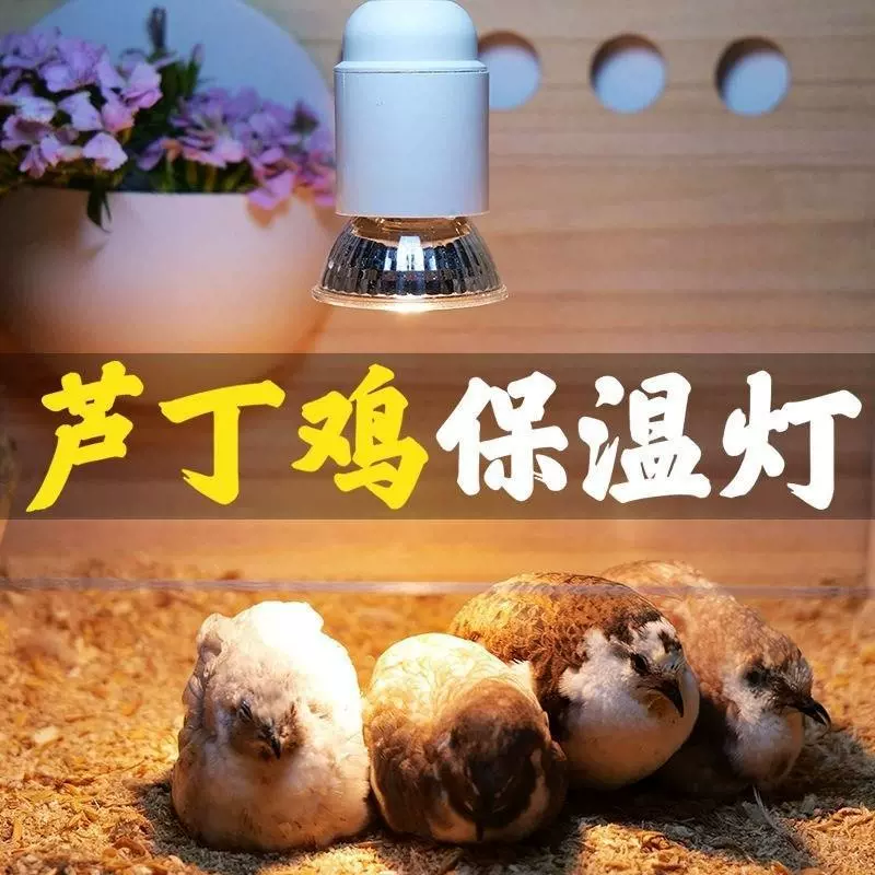 芦丁鸡保温灯鹌鹑冬天冬季保温箱取暖灯育雏小鸡专用照明保温保暖