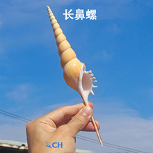 天然贝壳20-24cm长鼻螺长鼻马丁螺 天然贝壳标本螺地中海家居装饰