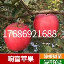 红富士高端新品种 响富苹果苗 嫁接果树苗 全红大果南方北方种植
