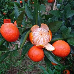 �̽ۘ��� �|���t�٘���޽� �|���t���� ɳ�ǽ������箔��Y��