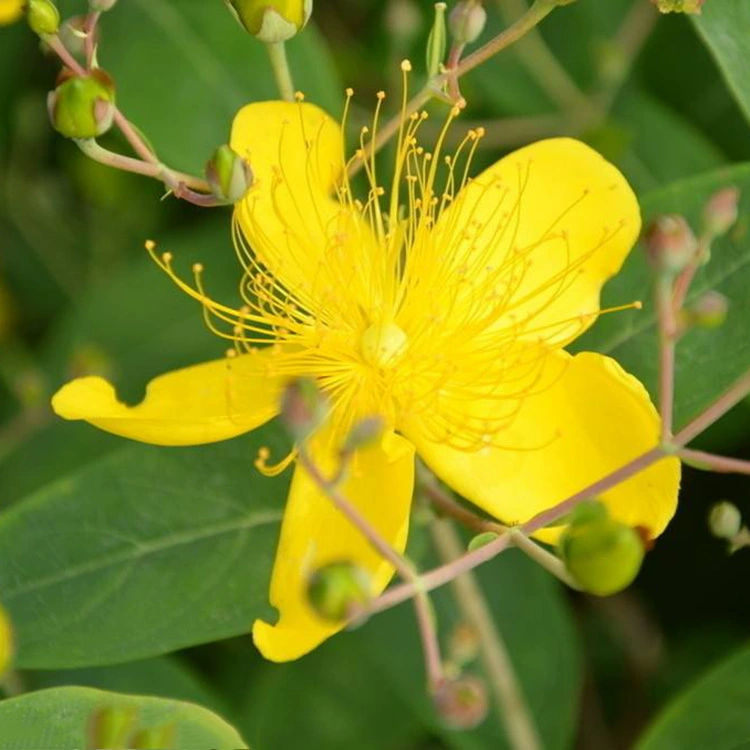 Прямые продажи базовых саженцев Hypericum, саженцев Hypericum, цветных кустарников, полная спецификация Hypericum, скидки на большие объемы.