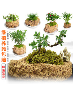 ��ˮʯ��ˮʯ�[��ԭʯ��ʯ��������΢���^̦�\��Ʒ����ֲ��С����