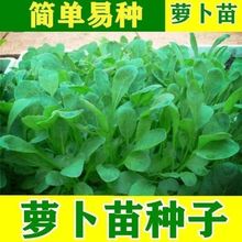 萝卜苗种子专吃萝卜青菜种籽芽苗菜夏季耐热阳台盆栽四季蔬菜种孑