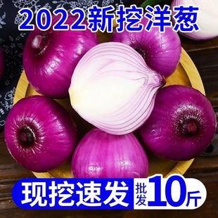 Свежая фиолетовая кожаная лук с 10 котлами коробок должен быть маленьким фруктом луковой ферма, ферма, овощной красный круглый лук оптом