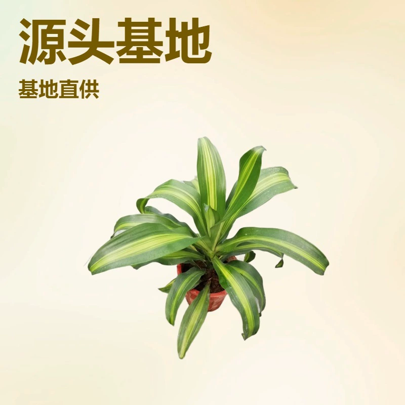 Источник базы для долгосрочного большого количества садоводческих цветов в горшках оптом комнатная Листва зеленая посадка Золотое сердце пять Горшков