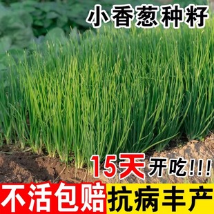 �ļ�С���[�N����Ʒ�N�t���[�߮a�ֶ��[�N���̨�����߲˷N��