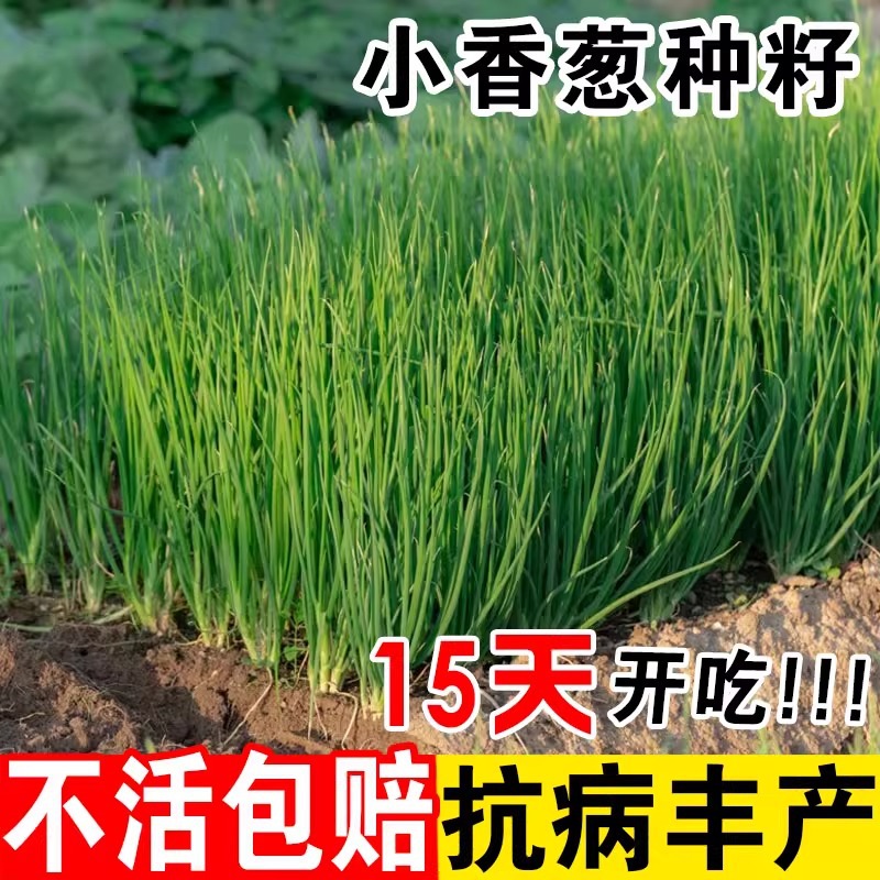 四季小香葱种子老品种红根葱高产分多葱种籽阳台盆栽蔬菜种子