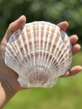 彩色扇贝壳diy彩绘手工贝壳书用大贝壳幼儿园活动鱼缸天然大彩贝