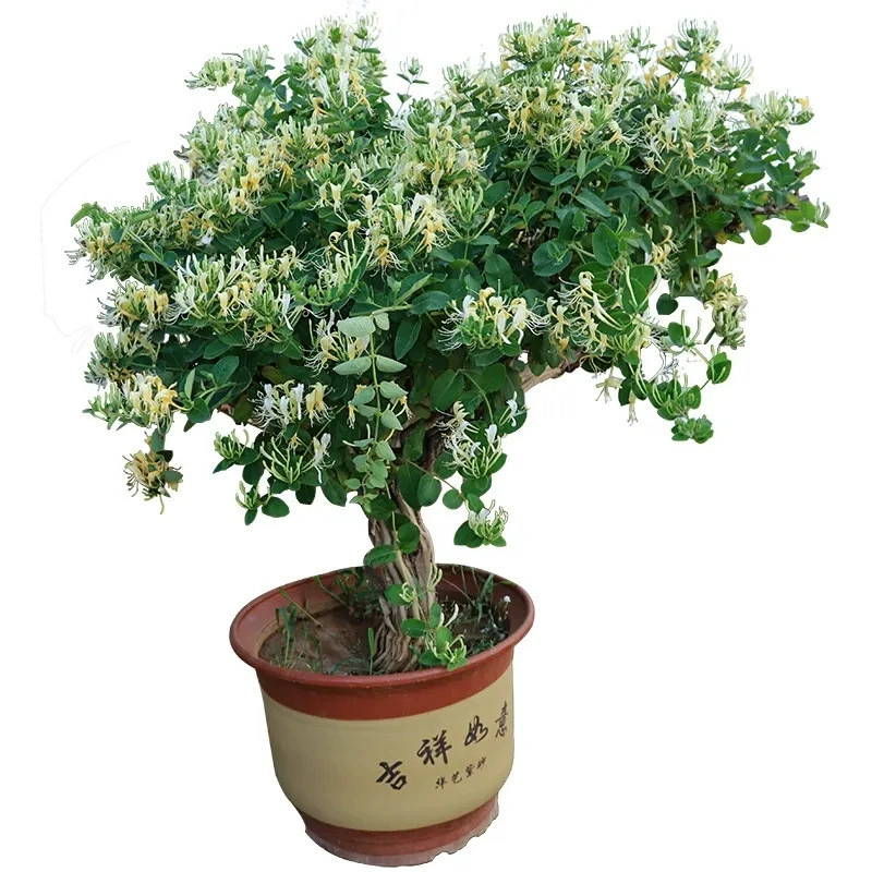 Жимолость саженец в горшке сафлор белый желтый цвет цветка жимолость вьющаяся лоза бонсай вьющееся растение жимолость