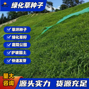 Lawn Seeds Wholesale Slope Protection Greening Grass Seeds Soil-Fixing Evergreen Tall Fescue Ryegrass Seeds All Year Round