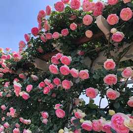 藤本月季花苗爬藤蔷薇多季开花欧月玫瑰浓香庭院植物花卉拱门花墙