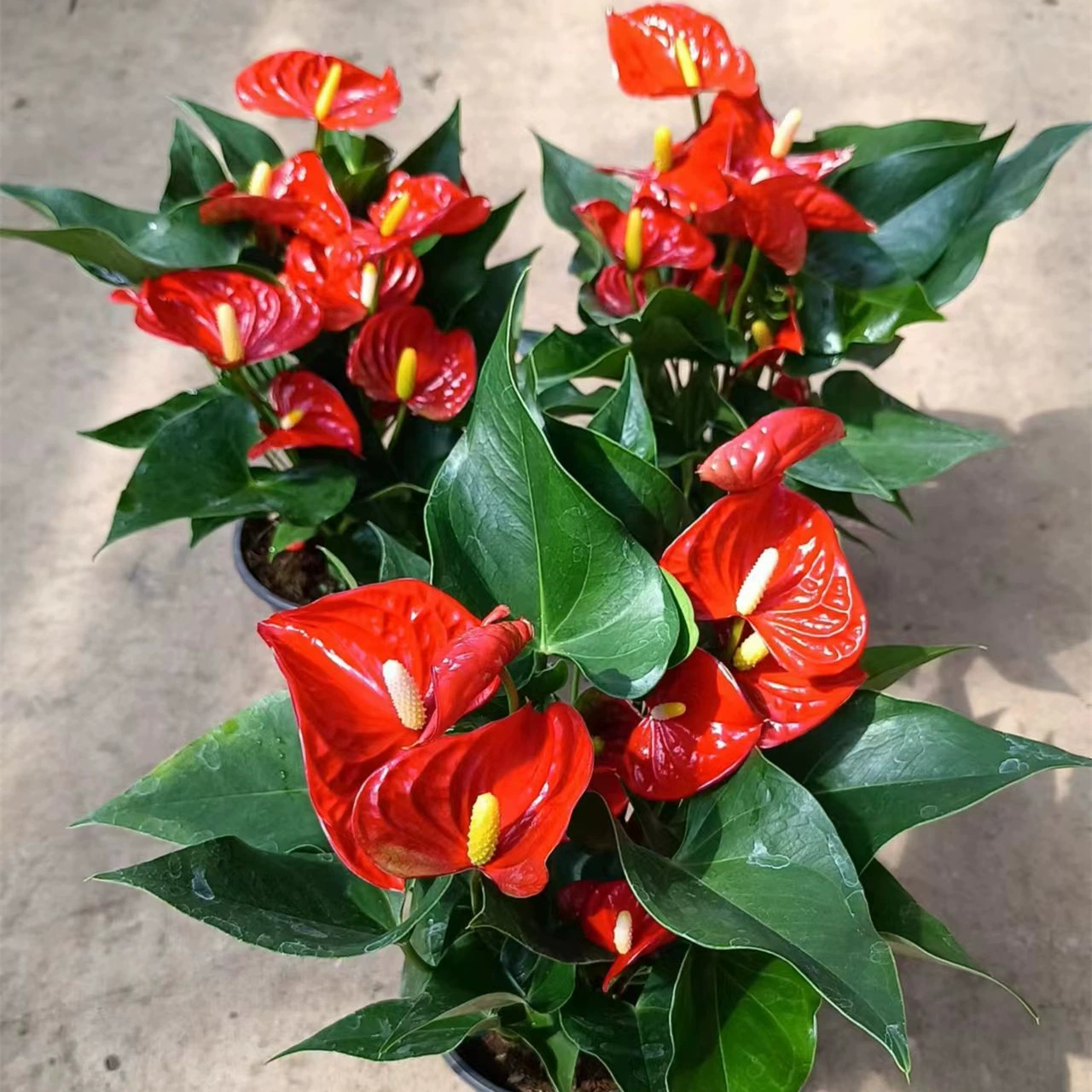 140 # Tianxi Aristo Anthurium Andraeanum Комнатные растения, цветущие в течение четырех сезонов, декоративные зеленые растения и почвенные офисные помещения для гостиной в помещении