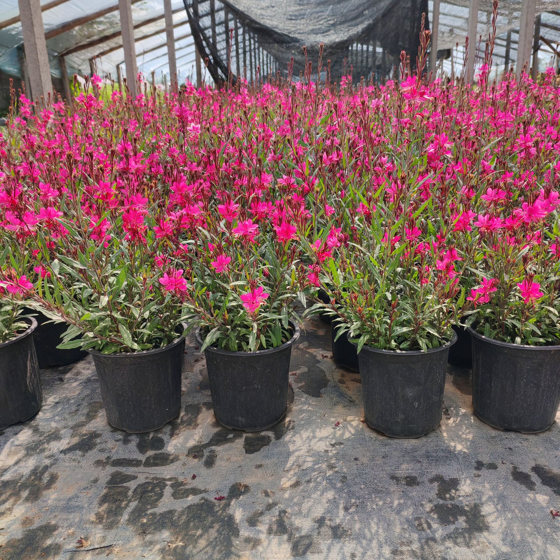 a8ff0354-8357-462f-a4e3-7076aa