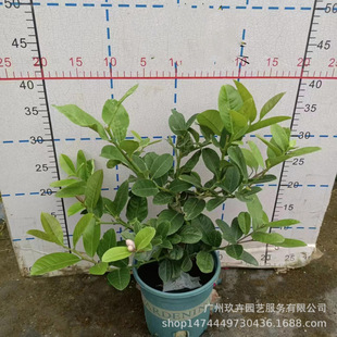 ��ˮ�����^�~�^��ֲ������k����ͥԺ�^���Gֲ��ʳ����