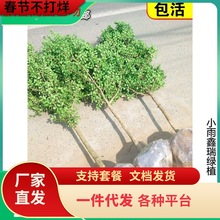 һ�����l�S����窚�UС�~�S��������ͥԺ���Թ��ӸߗU�����辰��