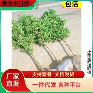 һ�����l�S����窚�UС�~�S��������ͥԺ���Թ��ӸߗU�����辰��