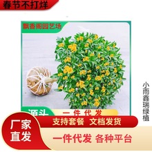 һ�����l�𻨘����ļ��������҃Ȼ���ֲ���𵤹�ͥԺ��������