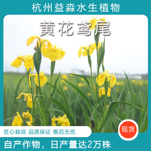 Yellow Flower Iris, Yellow Calamus, Aquatic Florals, Aquatic Plants, Fish Ponds, Pond Greening Plants, Yellow Calamus Seedlings