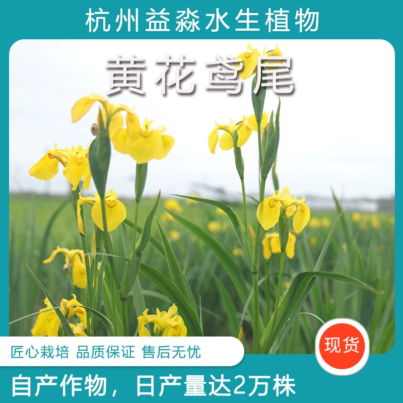 Желтый ирис, желтый каламус, водные цветы, водные растения, рыбные пруды, растения для зеленения прудов, саженцы желтого каламуса.
