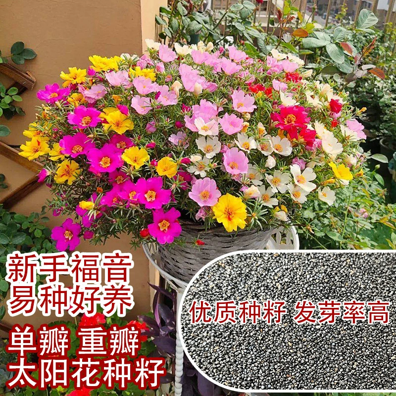 Балкон горшечные виды цветов двойной цветок семена подсолнечника долголетие Хризантема разноцветный бамбук Morning Glory инженерные семена цветов оптом