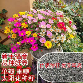 太阳花阳台盆栽花种重瓣花太阳花种籽单瓣太阳花工程花种子批发