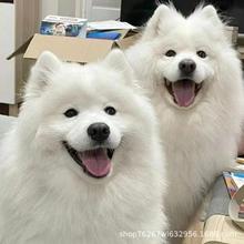 批发萨摩耶雪橇犬幼犬狗狗熊版萨摩耶工作犬中型犬宠物犬宠物狗