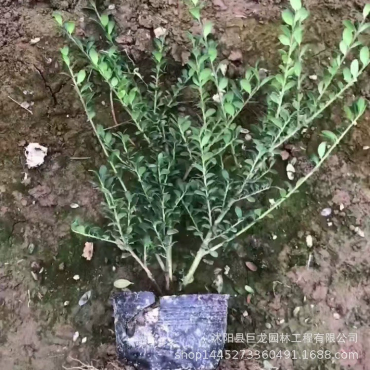 Базовый черепаховый панцирь, голубая шарообразная культура, инженерное зеленение, рассада, кустарники, вечнозеленые рассады, черепаховый панцирь, голубая шарообразная культура.