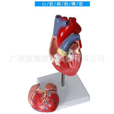 1:1人体心脏模型B超彩超声医学心内科心脏解剖教学模型自然大心脏