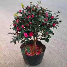 ��÷���玧�����ļ��_���ͺ������軨�ÿ��Ϙ�ͥԺ��÷���μt����