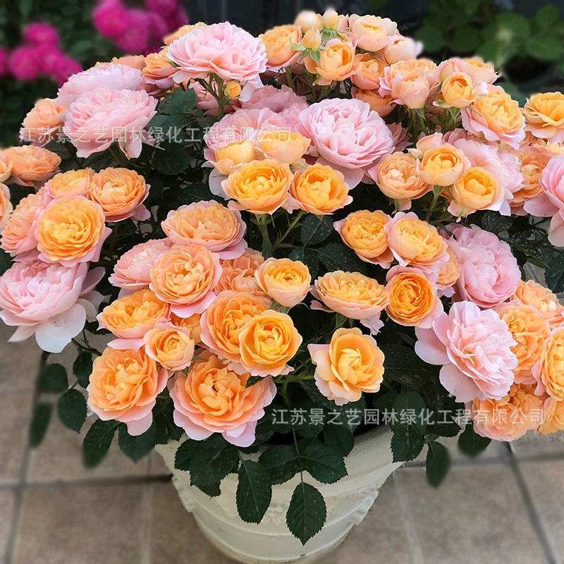 Роза Рассада Цветок в горшке Большой цветок Роза Четыре сезона с бутонами Внутренний и открытый балкон Просмотр цветов Зеленое растение Роза Рассада