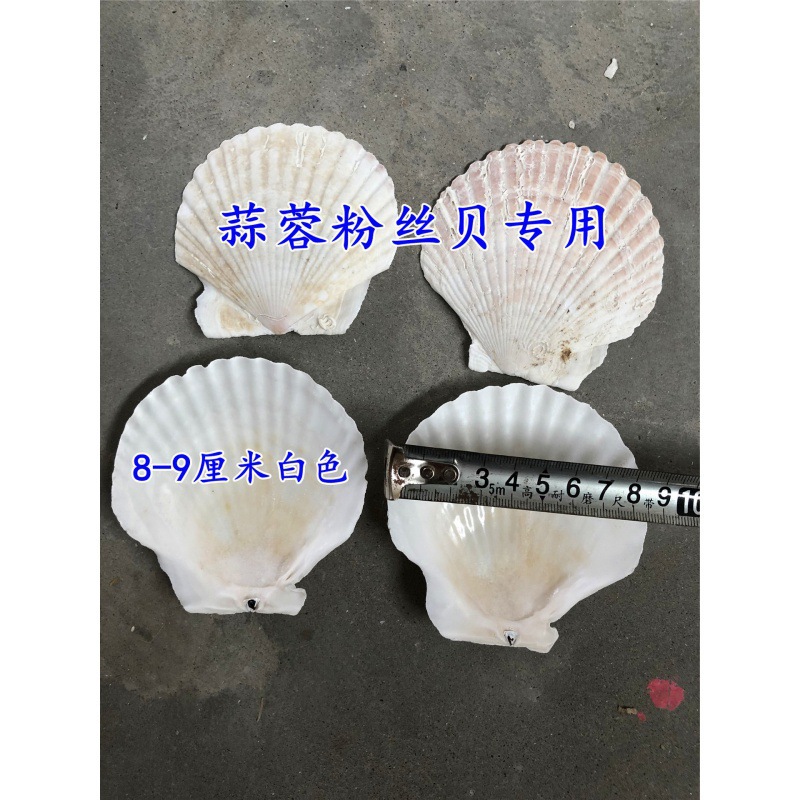 8— 9cm 흰색 가리비(BBQ용)