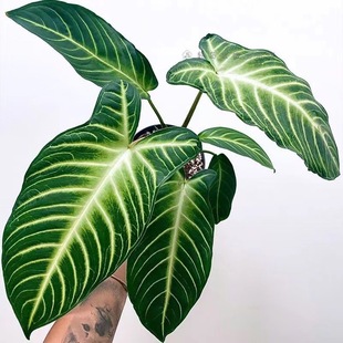 ���}ǧ���� �M��ins���W�L�҃��̨ͥԺ�W�t�Gֲ �͟��͕����B