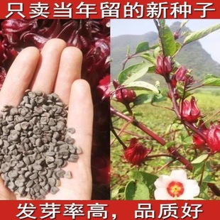 ���񻨷N����ϼt��÷��N�ݿ�ʳ��õ���ј���軨�����ļ��_����