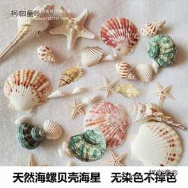 天然贝壳海螺海星海胆壳幼儿园手工贝壳相框鱼缸造景大海螺麦太保