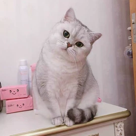 猫;狗