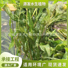 供应沉水植物苦草黑藻金鱼藻狐尾澡荷花眼子菜睡莲园艺水生植物