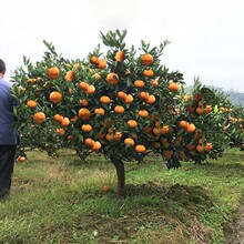 早熟黄岩无核蜜桔苗嫁接桔子树苗甜橘子黄岩蜜桔果树苗当年结果树