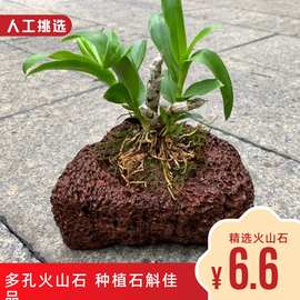 天然精选火山石多肉菖蒲文竹兰花石斛园艺绿植种植石斛绑植易走根