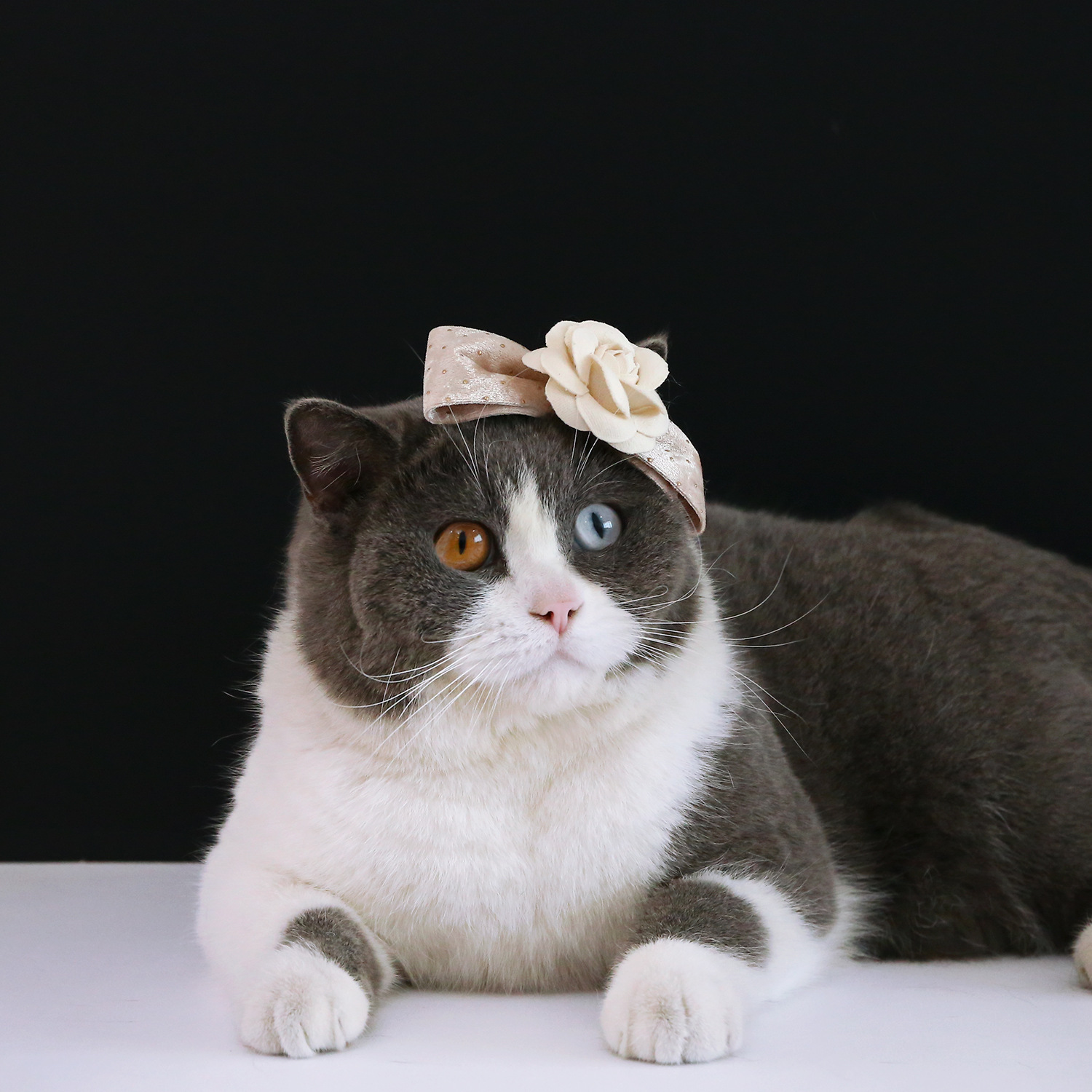 Banda de pelo del animal doméstico arco flor terciopelo diadema tocado gato perro princesa Celebrity accesorios fotografía image 3
