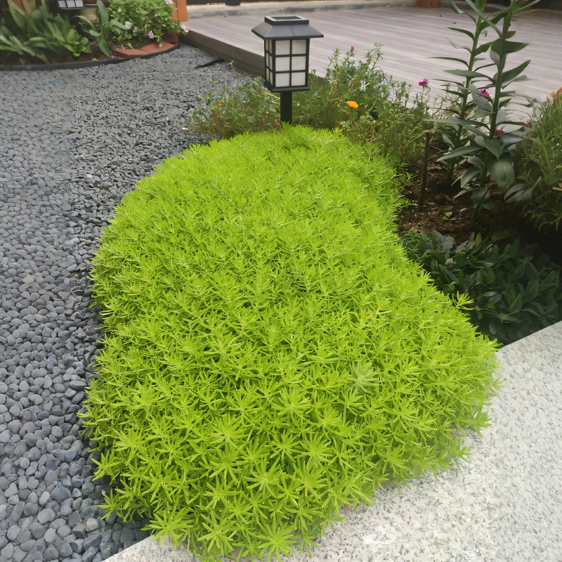 Дропшиппинг рассады травы Будды, газонов, ландшафтных цветочных зеркал во дворе, газонов, морозостойких и термостойких вечнозеленых почвоукрывающих растений для всех сезонов.