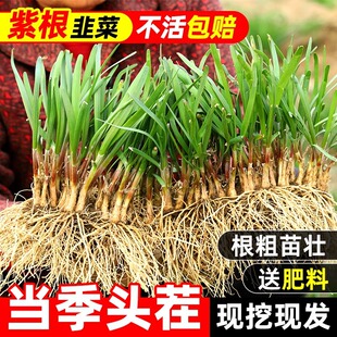 �²˸����ϸ����~�ļ��t�����~�²����r���߲�����²˷N�ѷN��