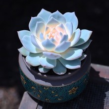 粉蓝鸟多肉植物莲花座蓝石莲厚叶蓝鸟办公室内盆栽高颜值跨境热卖