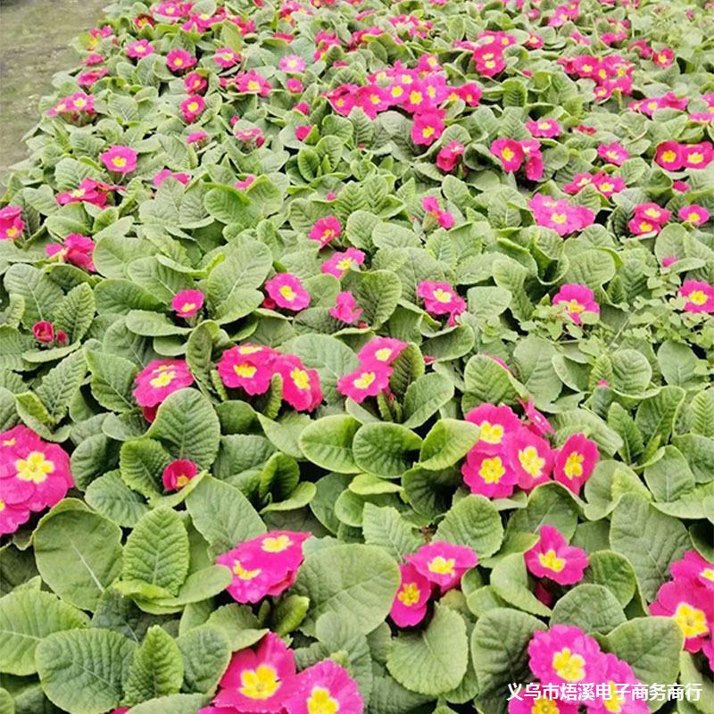 报春花盆栽 成都冬春时令花卉草花花境植物 园林绿化苗木绿植