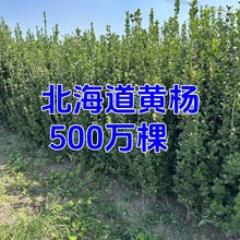 丛生北海道黄杨冬青四季常青耐寒绿篱笆围墙植物黄杨庭院青珊瑚树