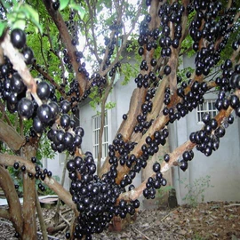 种子;灌木;乔木