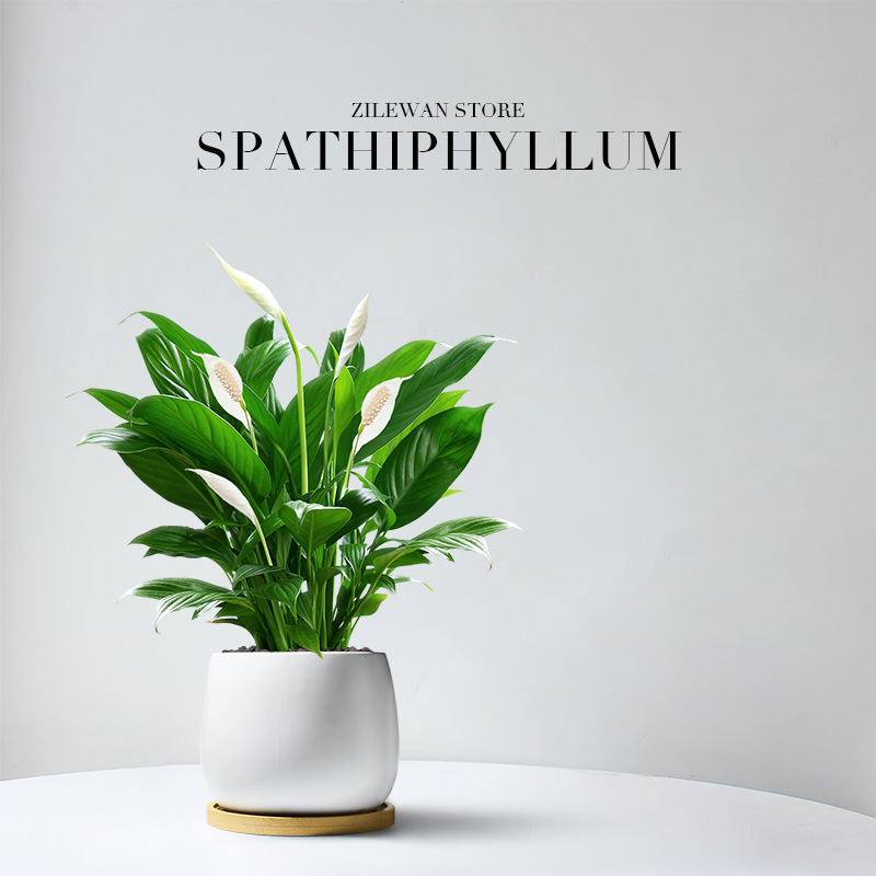 一帆风顺白掌盆栽花卉植物室内水培绿植好养发财树吸甲醛四季开花