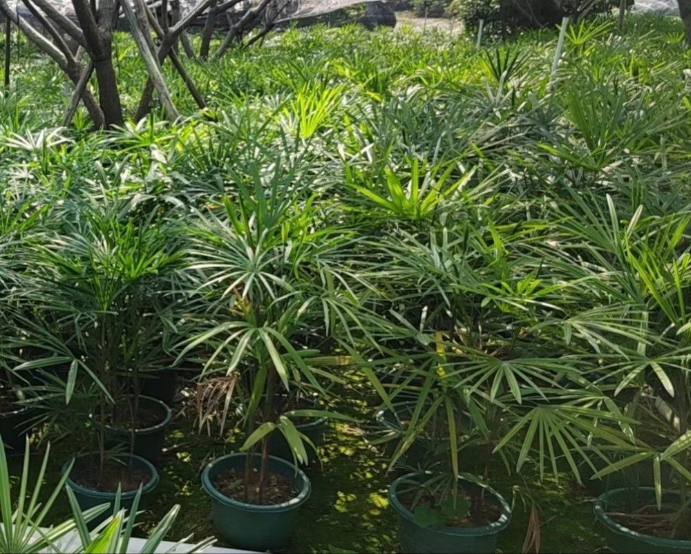 细叶棕竹 棕竹广东观音竹 中山棕竹 棕竹产地 棕竹报价-阿里巴巴