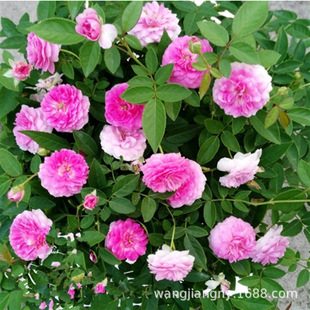 �����Ͷ໨�鼪�����¼��������� ΢�ͬ��������_�� ��ɫ�ļ��_��